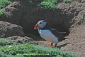 puffin, puffins, british-5